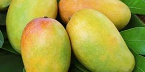 Fresh Talala Gir Kesar Mango