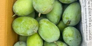 Talala Gir Kesar Mango