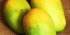 Fresh Kesar Mango