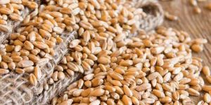 Brown Wheat Seeds