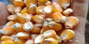 Yellow Maize Seeds