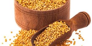 Yellow Mustard Seeds