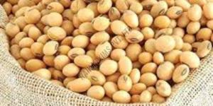 Natural Soybean Seeds