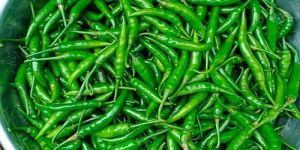 Fresh Spicy Green Chilli