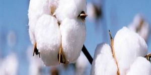 Natural Raw Cotton