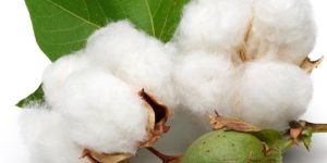 Organic Raw Cotton