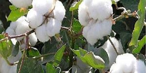 Pure Raw Cotton