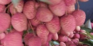 Fresh Litchi