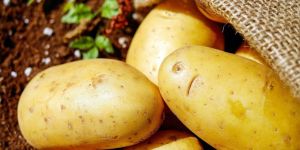 a Grade Fresh Potato