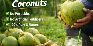 Tender Green Coconut
