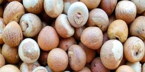 Betel Nuts