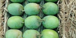 Fresh Hapus Mango