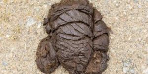 Wet Cow Dung