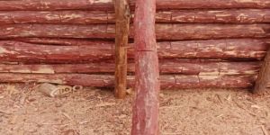 C Grade Red Sandalwood