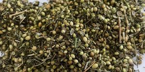 Coriander Seeds