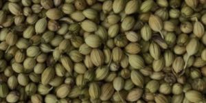 Coriander Seeds