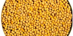 Yellow Mustard Seeds