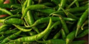 Green Chili
