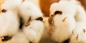 Raw Cotton
