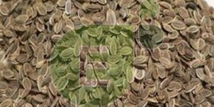 Dill Seeds