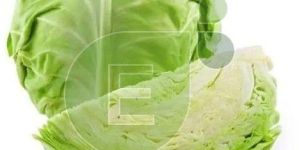 Fresh Cabbage