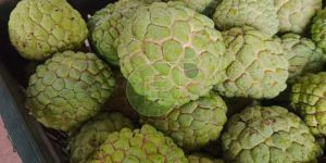 Fresh Custard Apple