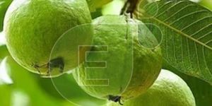 Fresh Guava