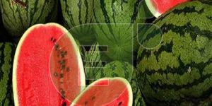 Fresh Watermelon