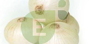 Fresh White Onion