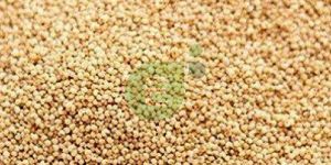 Poppy Seeds