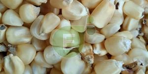 White Maize Seeds