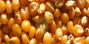 Yellow Maize Seeds