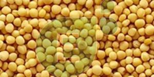 Yellow Mustard Seeds