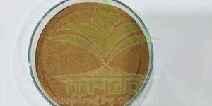 Organic Ganoderma Extract Powder