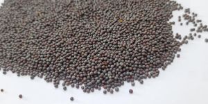 Black Natural Mustard Seeds