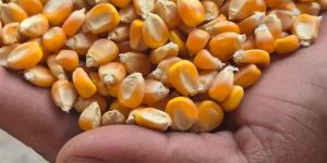 Dried A Grade Yellow Maize