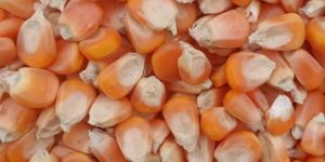 Dried B Grade Yellow Maize