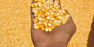 Dried C Grade Yellow Maize