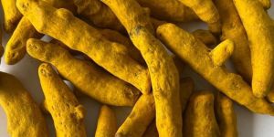 Salem Double Polished Turmeric Finger