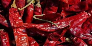 Teja S17 Dry Red Chilli with Stem