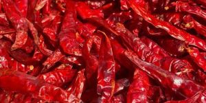 Teja S17 Dry Red Chilli without Stem