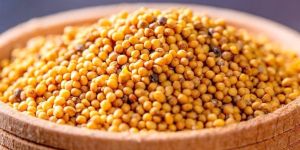 Yellow Natural Mustard Seeds