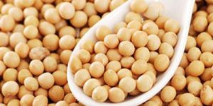 Soybean Seeds