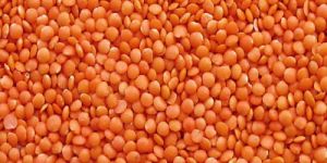 Whole Red Masoor Dal