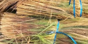 Green Dried Broom Grass