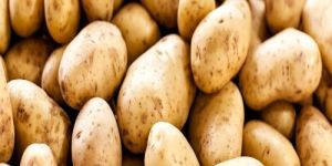 a Grade Fresh Potato