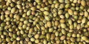 Coriander Seeds