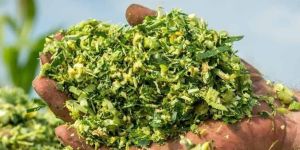 A Grade Fresh Corn Silage