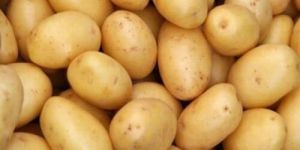 Fresh Potato
