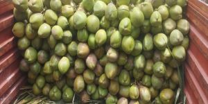 Green Tender Coconut
